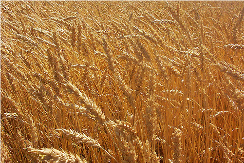 bigger-wheat-crop