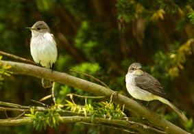 Spotted Flycatcher