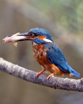 Kingfisher