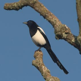 Magpie