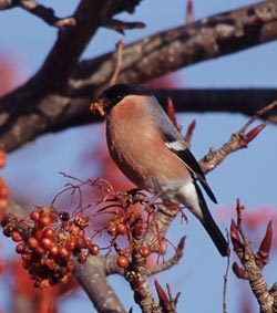 Bullfinch