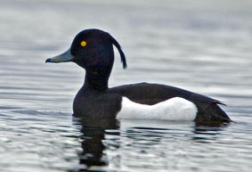 Tufted duck