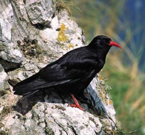 Chough