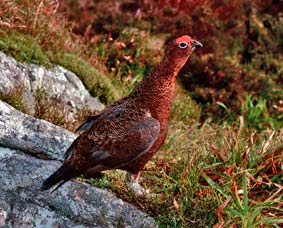 Red Grouse