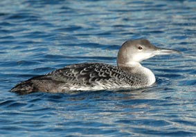 Great Northern Divers