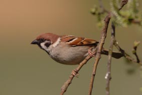 Tree Sparrow