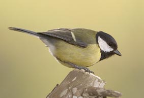 Great Tit