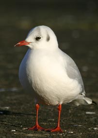 Black-headed gull