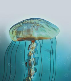 Jellyfish