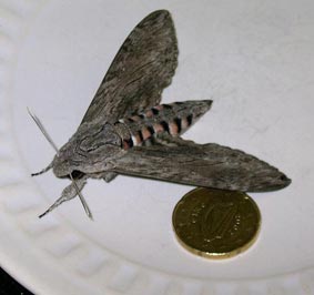 Moth