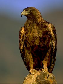 Golden eagle