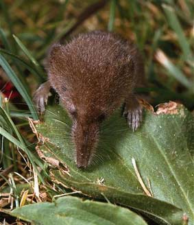 Pygmy shrew