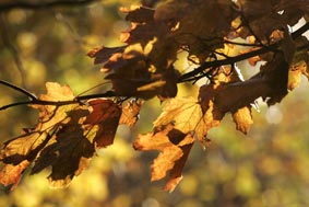 Autumn rainbow